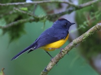 FL6A5919Slate-throated_Redstart