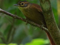FL6A5924Scaly-throated_Foliage-gleaner