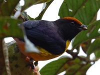 FL6A5980Tawny-capped_Euphonia