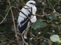 FL6A6065White_Hawk