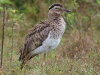 FL6A6093Double-striped_Thick-knee
