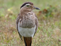 FL6A6096Double-striped_Thick-knee