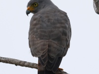 FL6A6105Gray_Hawk
