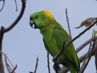 FL6A6141Yellow-naped_Amazon