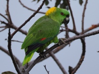 FL6A6149Yellow-naped_Amazon