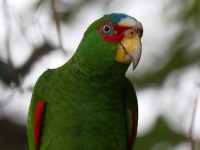 FL6A6169White-fronted_Amazon