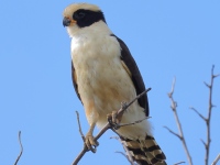 FL6A6211Laughing_Falcon