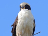 FL6A6215Laughing_Falcon