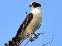 FL6A6221Laughing_Falcon