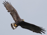 FL6A6293Zone-tailed_Hawk