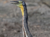 FL6A6300Bare-throated_Tiger-heron