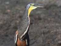 FL6A6311Bare-throated_Tiger-heron