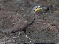 FL6A6315Bare-throated_Tiger-heron