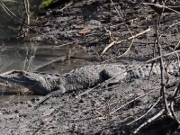 FL6A6321American_Crocodile
