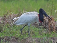 FL6A6337Jabiru