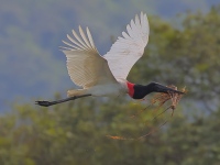 FL6A6349Jabiru
