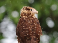 FL6A6361Yellow-Headed_Caracara