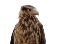 FL6A6377Yellow-headed_Caracara