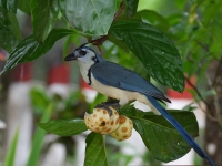 FL6A6393White-throated_Magpie-Jay