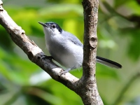 FL6A6469White-lored_Gnatcatcher