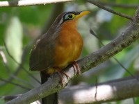 FL6A6527Lesser_Ground-Cuckoo