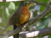 FL6A6533Lesser_Ground-Cuckoo