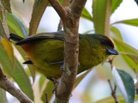 FL6A6627Olive-backed_Euphonia