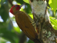 FL6A6701Rufous-winged_Woodpecker