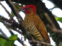 FL6A6779Rufous-winged_Woodpecker