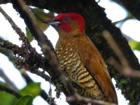 FL6A6780Rufous-winged_Woodpecker