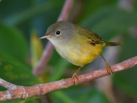 FL6A6849Lesser_Greenlet