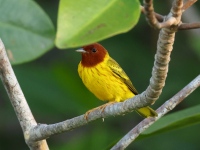 FL6A6865Yellow_Warbler_Mangrove