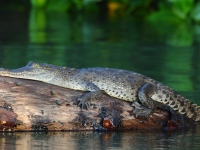 FL6A6888American_Crocodile