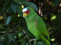 FL6A7008White-fronted_Amazon