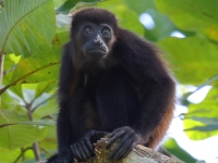 FL6A7098Howler_Monkey