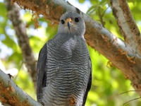FL6A7131Gray_Hawk