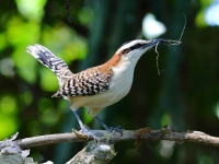 FL6A7162Rufous-backed_Wren