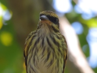 FL6A7246Streaked_Flycatcher