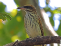 FL6A7249Streaked_Flycatcher