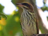 FL6A7264Streaked_Flycatcher