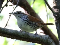 FL6A7295Banded_Wren