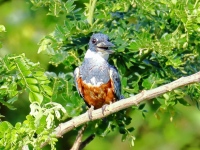 FL6A7318Ringed_Kingfisher