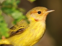 FL6A7338Yellow_Warbler_Mangrove