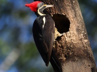 FL6A7371Lineated_Woodpecker