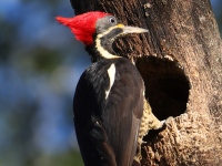 FL6A7374Lineated_Woodpecker