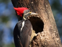 FL6A7379Lineated_Woodpecker