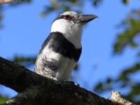 FL6A7432White-necked_Puffbird