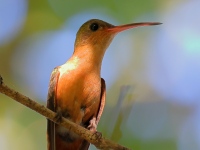FL6A7482Cinnamon_Hummingbird