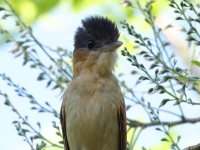 FL6A7514Rose-throated_Becard