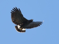 FL6A7549Common_Black_Hawk